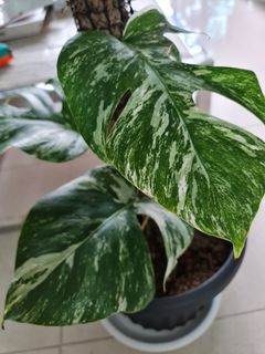(Category: ) located in . Submitted by theaccidentalplanter (Listing ID 1048303682, Image 1). Description: .