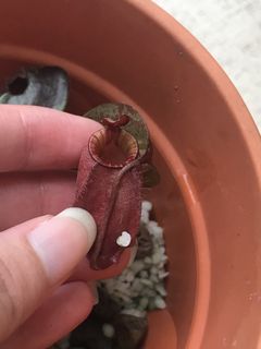 (Category: ) located in . Submitted by sgneps (Listing ID 1048347686, Image 1). Description: .