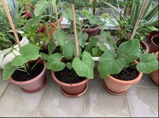 Organic Australian pumpkin plant