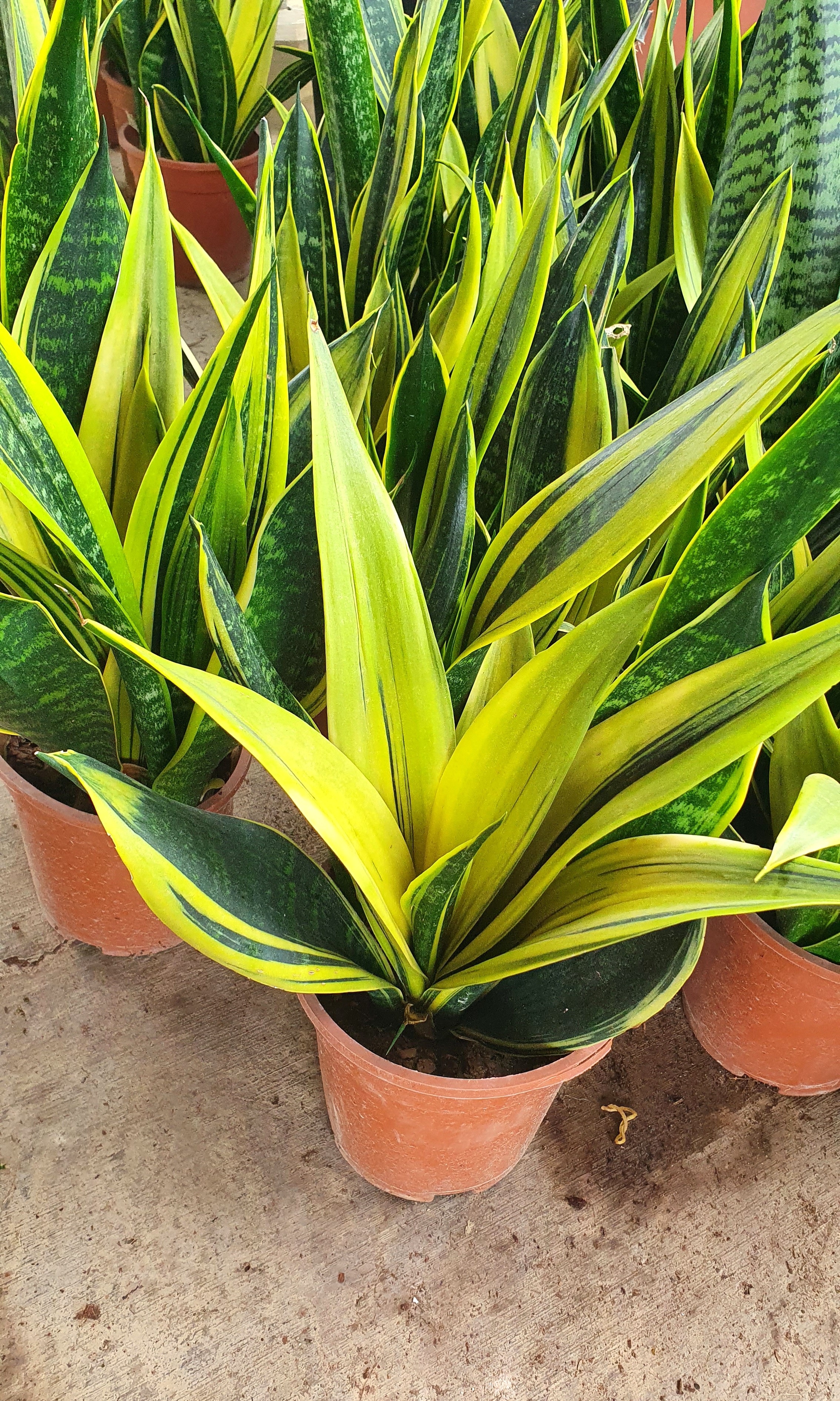 Sansevieria Trifasciata Gold Flame Furniture Home Living Gardening Plants Seeds On Carousell