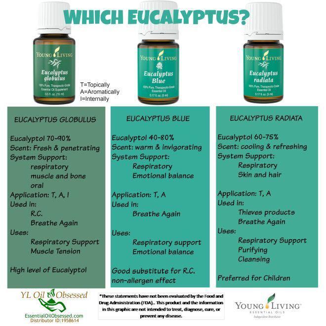 Young Living Essential Oils Eucalyptus Blue Beauty Personal