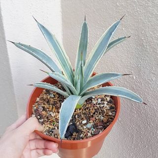 (Category: ) located in . Submitted by succulent.yinn (Listing ID 1048440029, Image 1). Description: .
