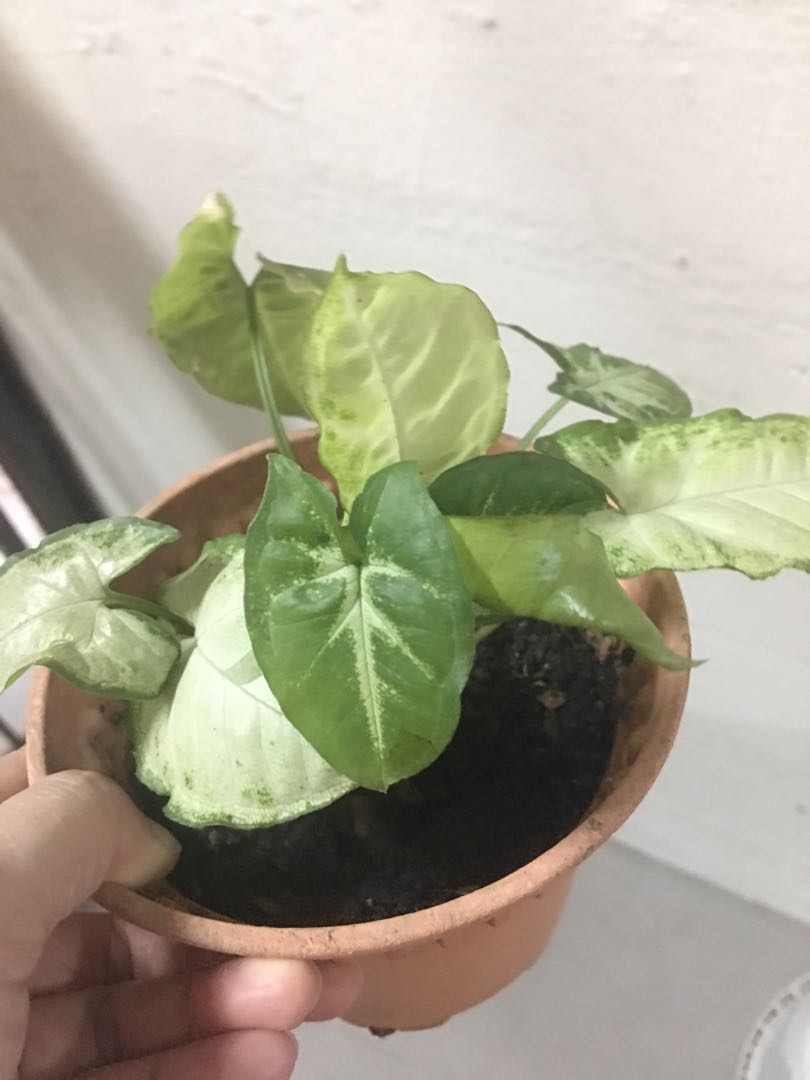 Arrowhead Easy To Take Care Gardening Plants On Carousell