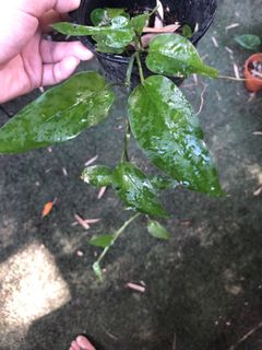 (Category: ) located in . Submitted by the_plantnerd (Listing ID 1041777660, Image 1). Description: .