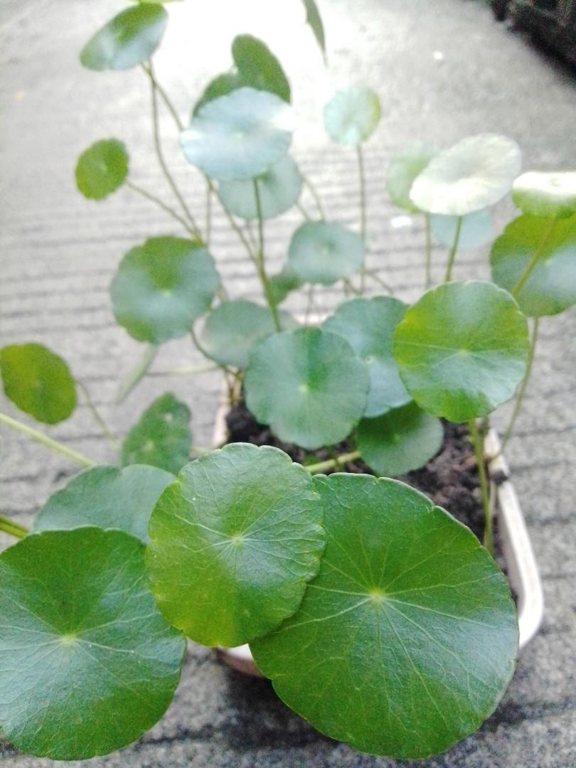 Money Plant/Copper Coin (Category: Plants & Seeds) located in Caloocan City. Submitted by willfull (Listing ID 1048630799, Image 1). Description: Hydrocotyle vulgaris, also known as marsh pennywort, common pennywort, water naval, money plant, lucky plant or copper coin, is a small creeping perennial aquatic herb native to N. Africa, Europe, the Caucasus and parts of the Levant..