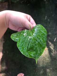 (Category: ) located in . Submitted by the_plantnerd (Listing ID 1048444871, Image 1). Description: .