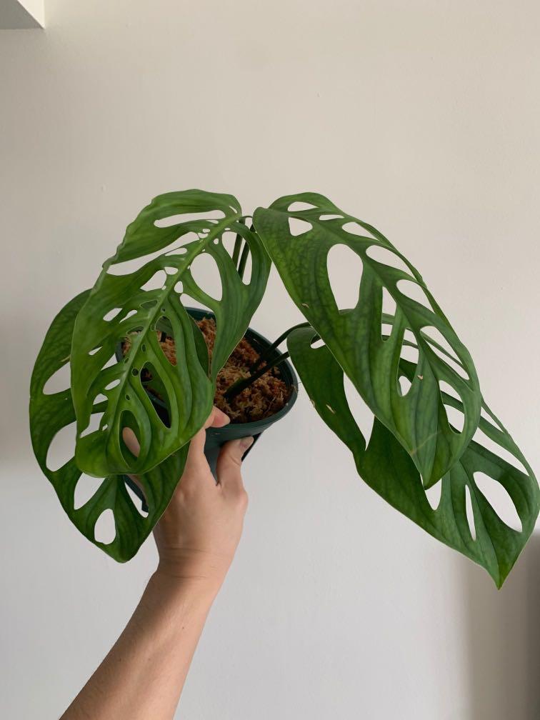Monstera Esqueleto Cutting Gardening Plants On Carousell