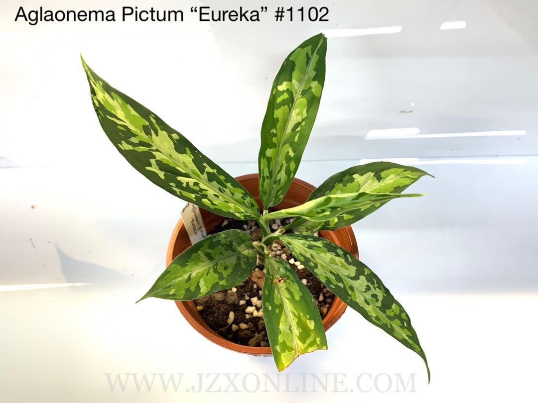 Aglaonema Pictum “Eureka” #1102, Furniture & Home Living