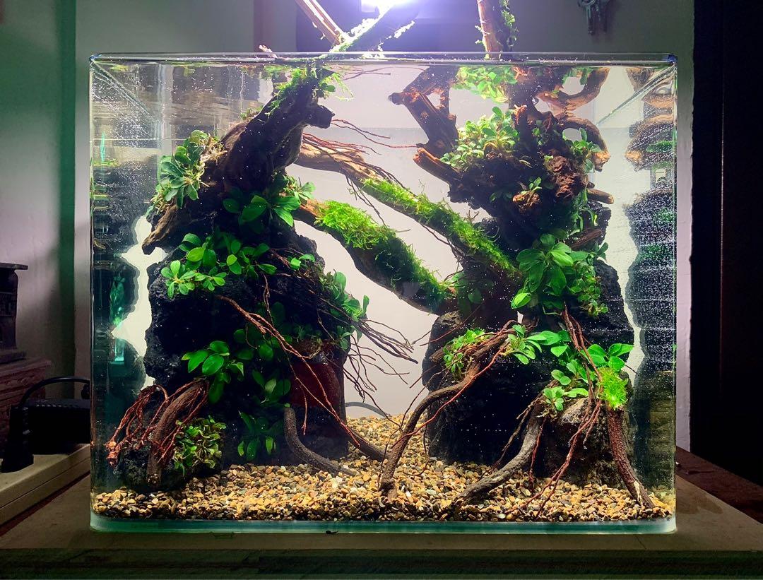 Aquascape Service Home Furniture Home Decor On Carousell