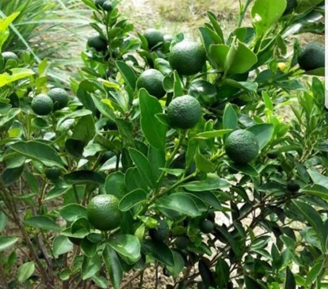 Calamansi plant tree with bunga fruit bearing, Furniture & Home Living, Gardening, Gardening