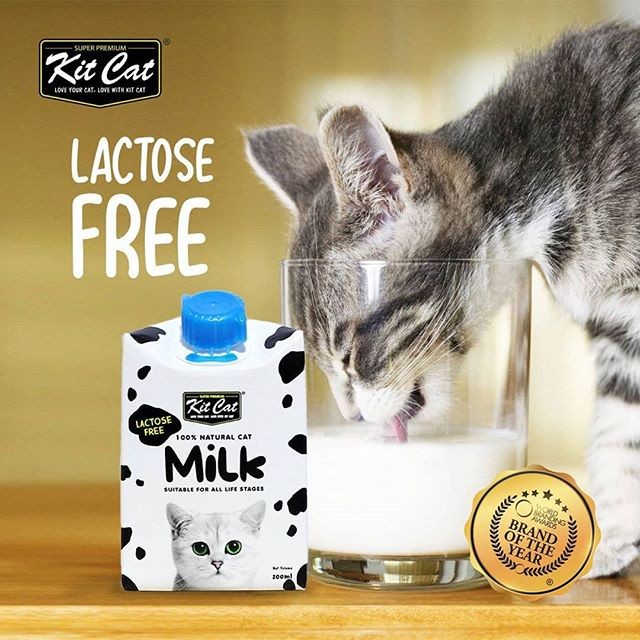 Kit Cat Lactose Free Milk, Pet Supplies, For Cats, Cat Food on Carousell Kit Cat Lactose Free Milk, Pet Supplies, For Cats, Cat Food on Carousell