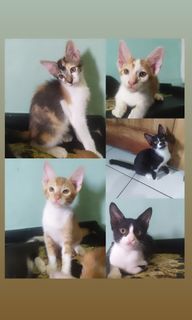 (Kategori: ) berada di . Dikirim oleh none_19 (ID iklan 1048648654, Gambar 1). Deskripsi: .