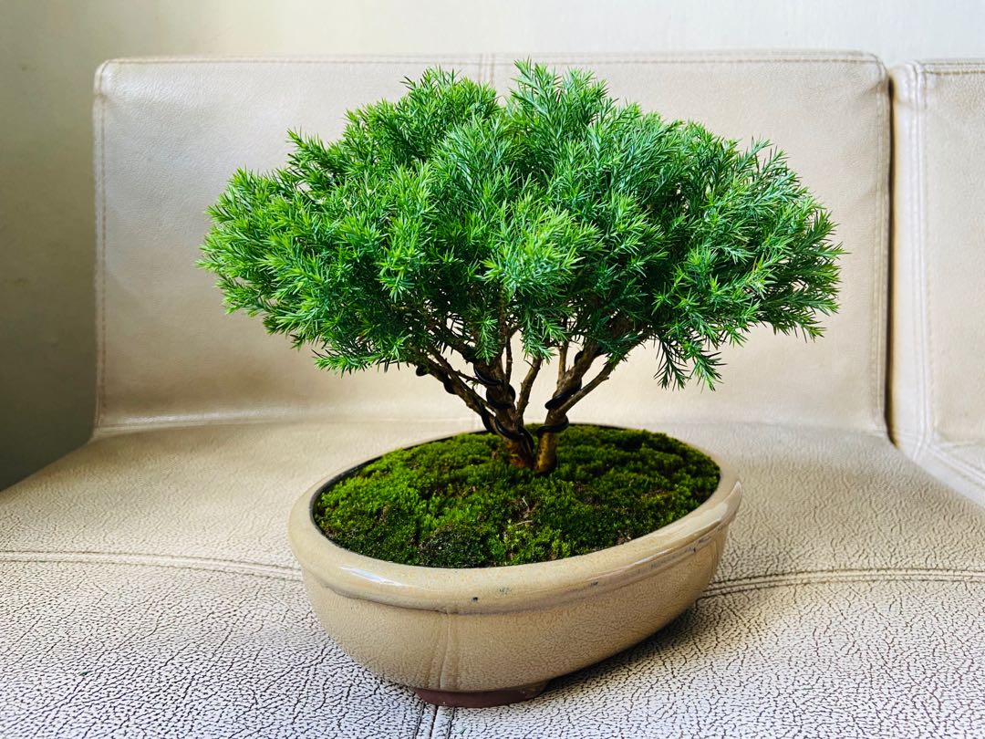 Monterey Cypress Bonsai Furniture Home Living Gardening Plants Seeds On Carousell