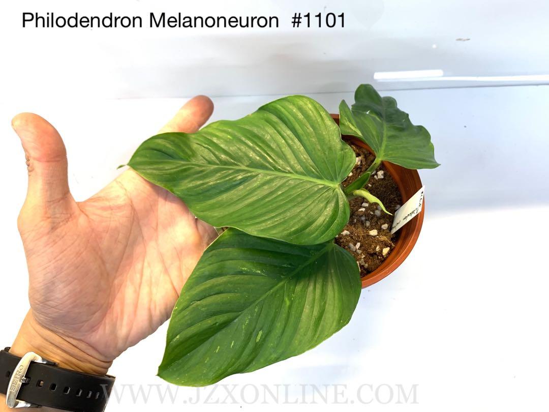 Philodendron Melanoneuron 1101 Furniture Home Living Gardening Plants Seeds On Carousell