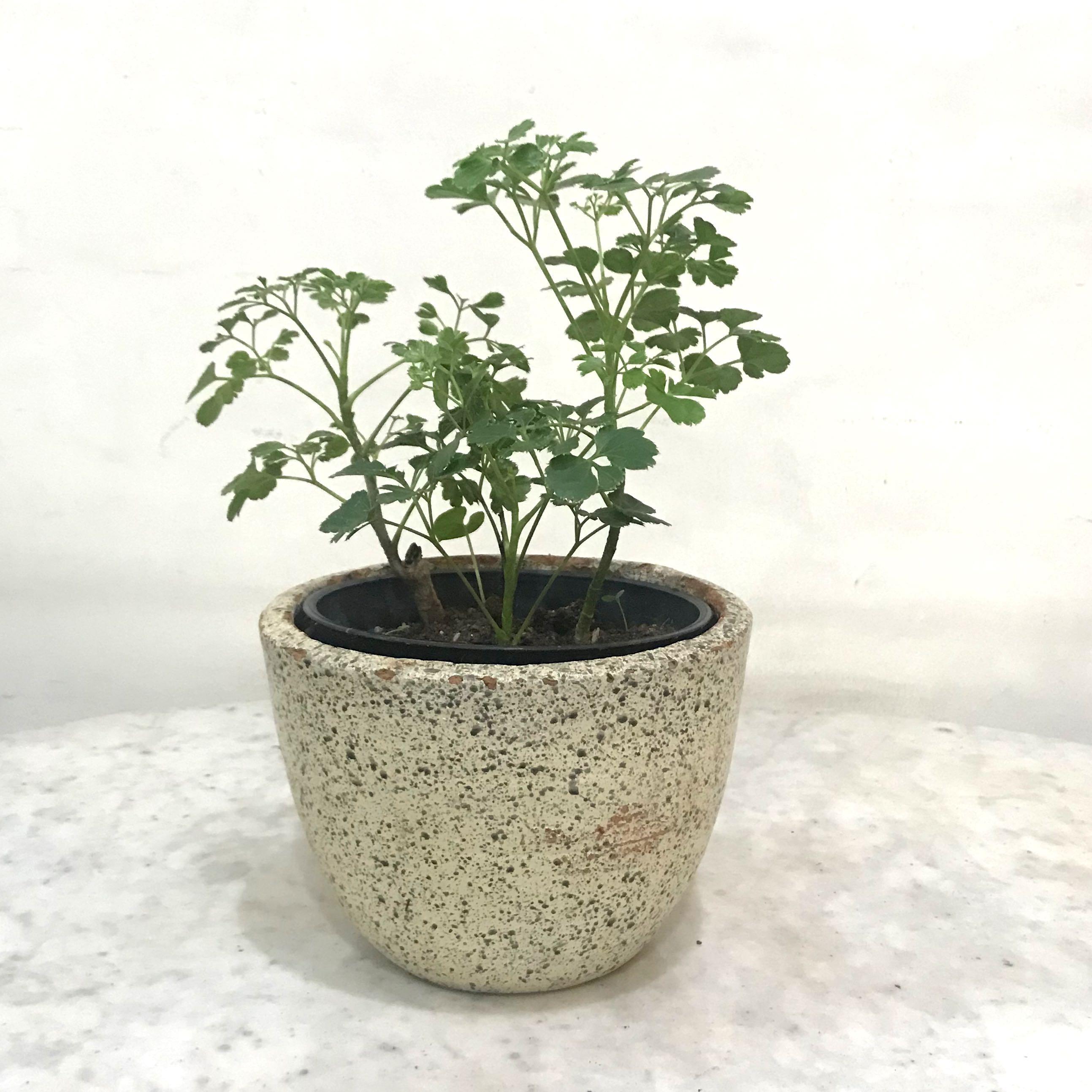 Tanaman Hias Mirip Seledri Perkebunan Di Carousell