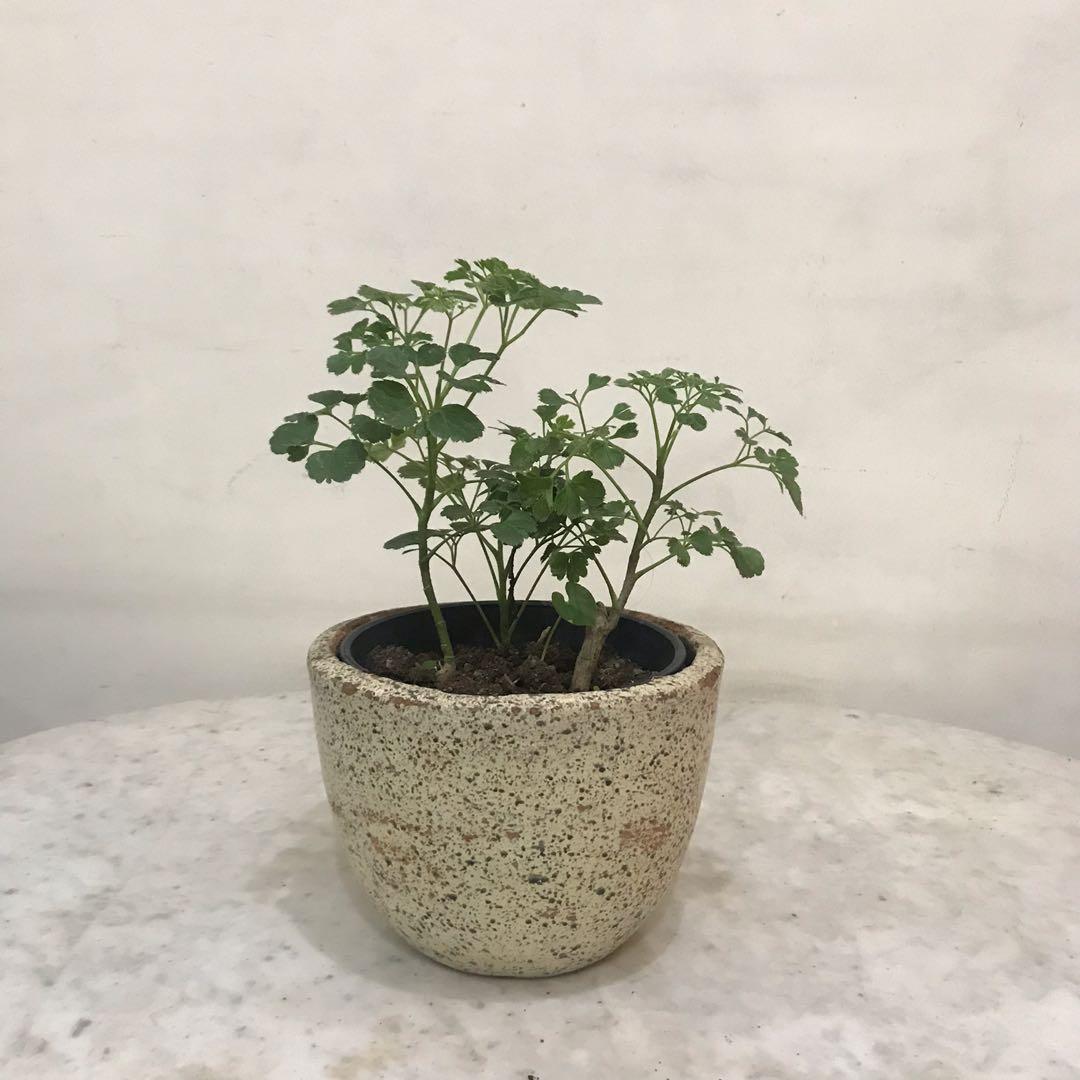 Tanaman Hias Mirip Seledri Perkebunan Di Carousell