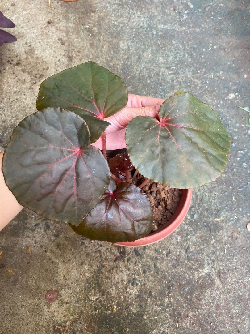 Beefsteak Begonia Furniture Home Living Gardening Plants Seeds On Carousell
