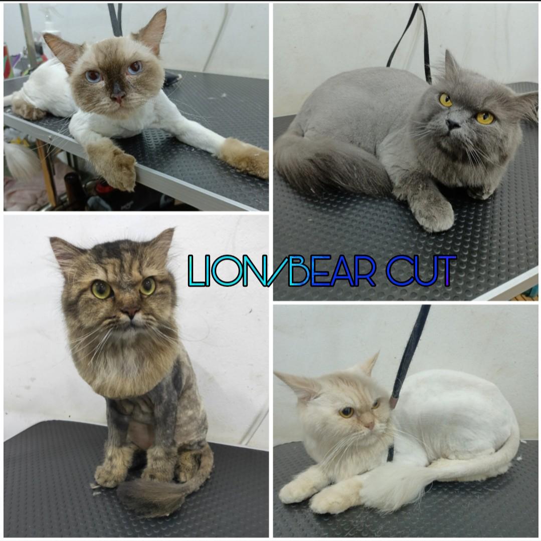 Cat/ Kitten Basic & Full Grooming woodlands /north, Lifestyle Services