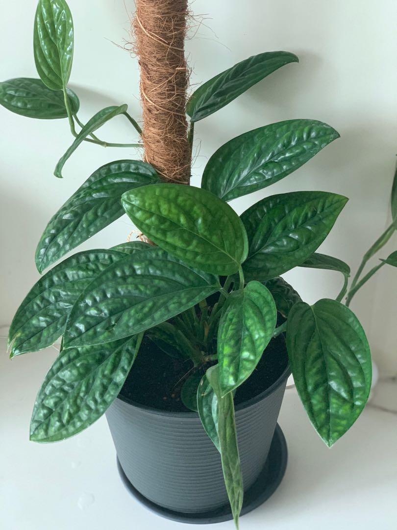 Monstera Peru Karstenianum Houseplant Moving Out Sale Home Furniture Gardening On Carousell