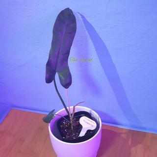 (Category: ) located in . Submitted by twoupleaf (Listing ID 1048951480, Image 1). Description: .