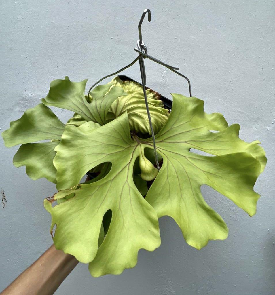Staghorn Fern Platycerium Ridleyi Swirl Gardening Plants On Carousell Staghorn Fern Platycerium Ridleyi Swirl Gardening Plants On Carousell