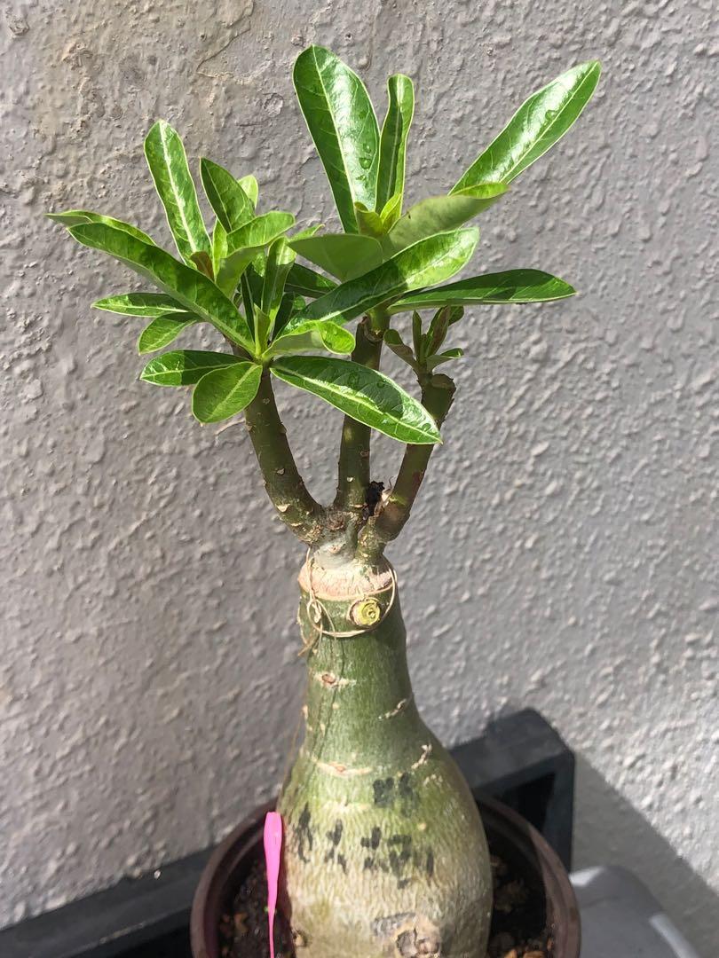 Taiwan Adenium 狼木桃樨tomato Gardening Plants On Carousell Taiwan Adenium 狼木桃樨tomato Gardening Plants On Carousell