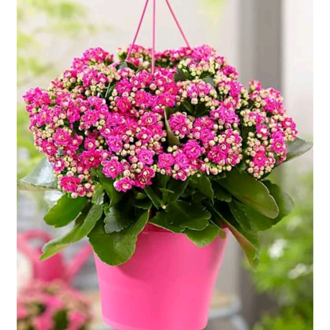 tanaman hias kalanchoe blossfeldiana pink
