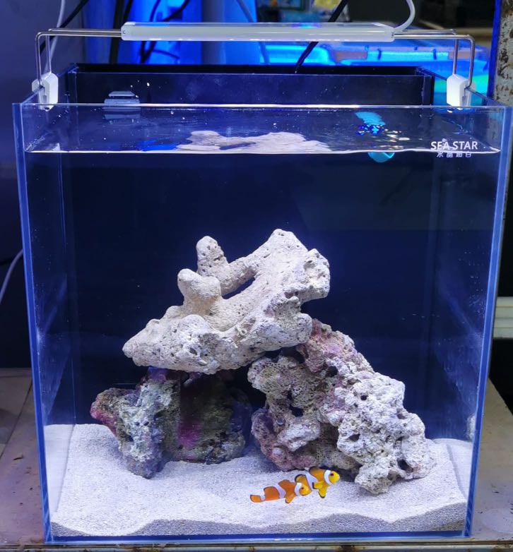30L Marine Fish Tank with Filter and LED Light SG Ready Stock