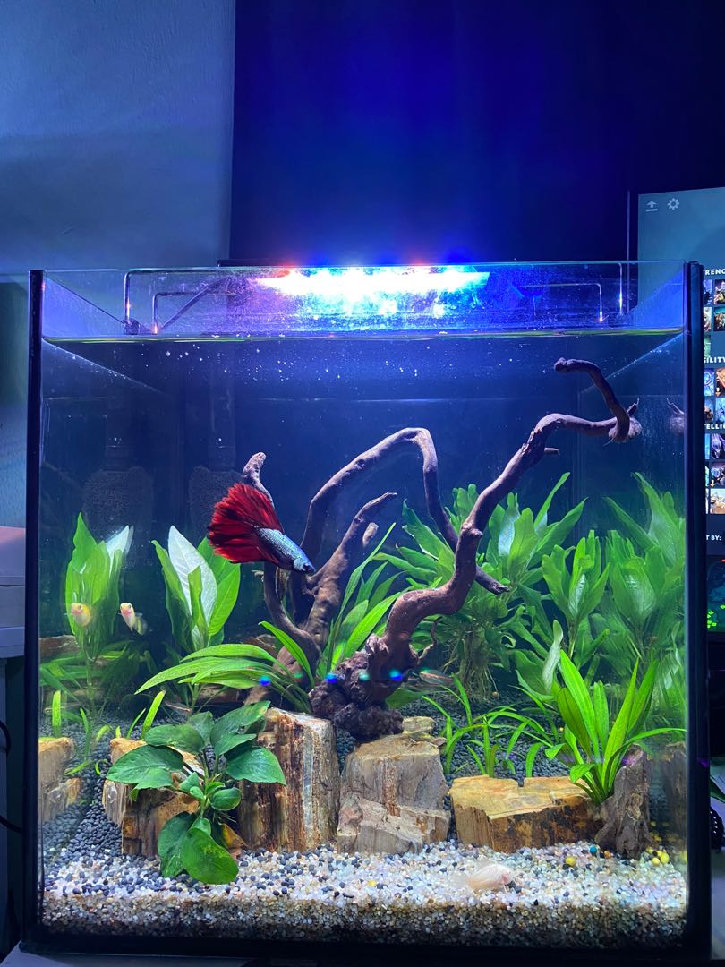 Aquarium Set 26 Litres 7 Gallons Pet Supplies Pet Accessories On Carousell Aquarium bukit tinggi klang