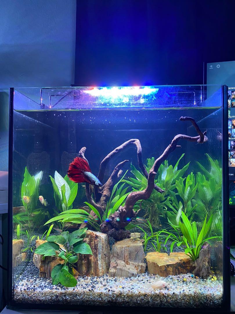 7 gallon fish outlet tank