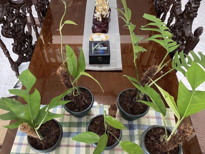 Epipremnum Pinnatum Dragon Tail Plant (Category: Plants & Seeds) located in Taguig. Submitted by ellajoy202 (Listing ID 1049279144, Image 2). Description: Epipremnum Pinnatum Dragon Tail Plant includes coco pole. .