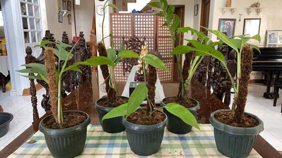 Epipremnum Pinnatum Dragon Tail Plant (Category: Plants & Seeds) located in Taguig. Submitted by ellajoy202 (Listing ID 1049279144, Image 1). Description: Epipremnum Pinnatum Dragon Tail Plant includes coco pole. .
