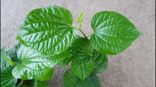 (Category: ) located in . Submitted by urban.cultivar (Listing ID 1049057791, Image 1). Description: .