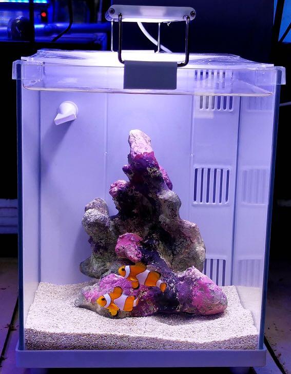 Marine fish for small tanks cheap