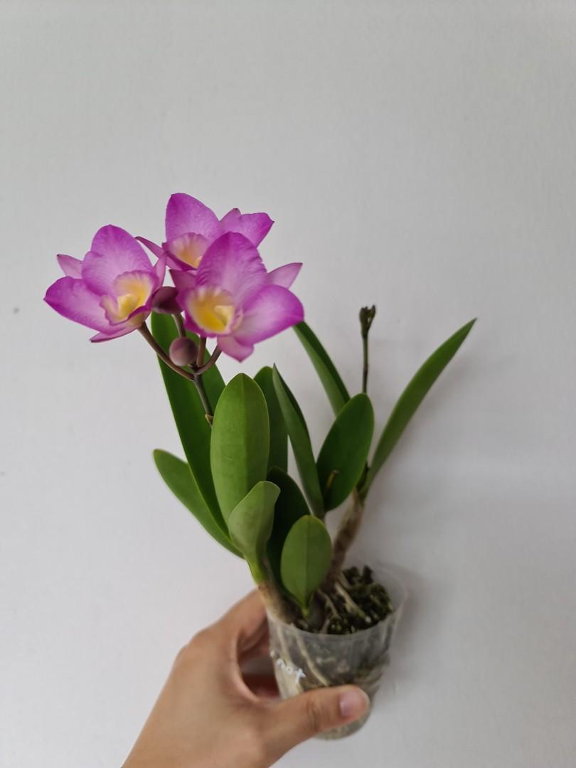 Cattleya Ct Why Not Orchid Furniture Home Living Gardening Plants Seeds On Carousell