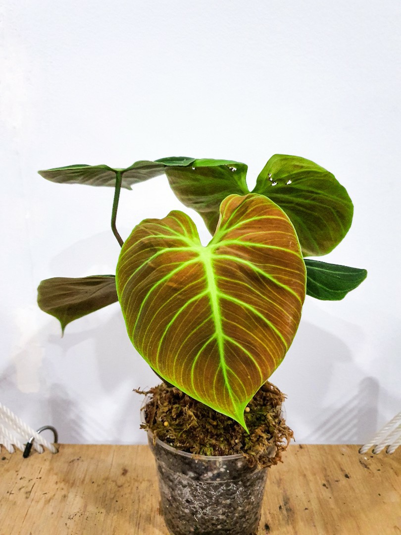 Philodendron El Choco Red Furniture Home Living Gardening Plants Seeds On Carousell