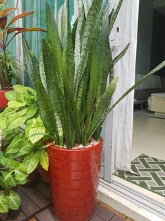 (Category: ) located in . Submitted by zesty.thai (Listing ID 1049063666, Image 1). Description: .