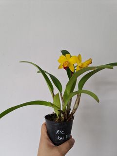 ctsm gerhard leiste orchid fragrant furniture home living gardening plants seeds on carousell