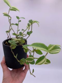 (Category: ) located in . Submitted by prettycommonplants (Listing ID 1048556068, Image 1). Description: .