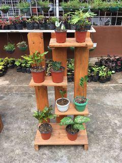 Wooden Layered Plant Rack w/ Free 3 Mayanas