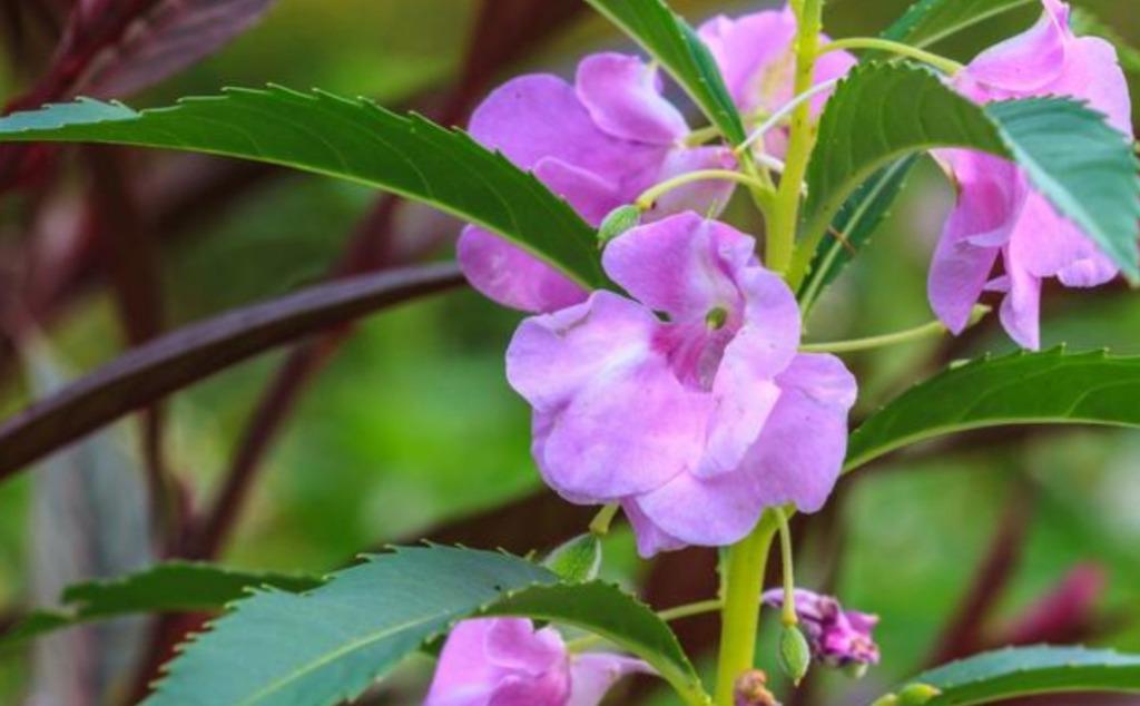 鳳仙花種子 傢俬 家居 Gardening Plants Carousell