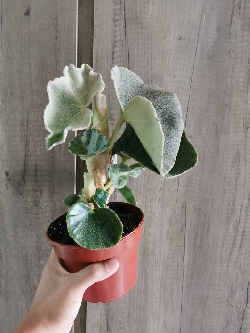 Begonia Venosa Furniture Home Living Gardening Plants Seeds On Carousell