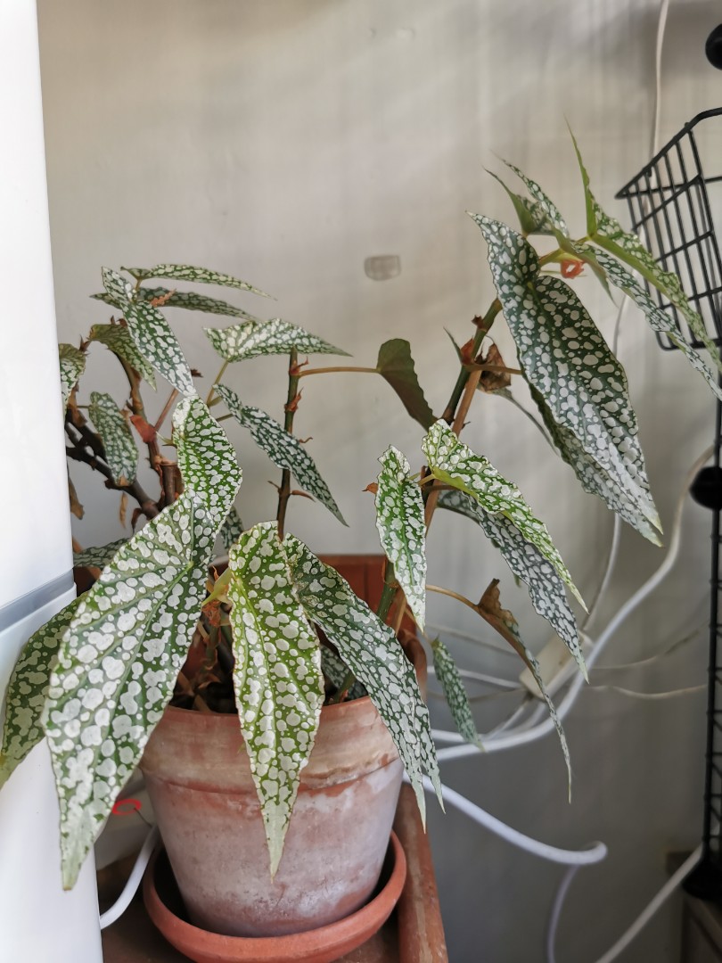 Begonia White Ice Cutting Only Furniture Home Living Gardening Plants Seeds On Carousell