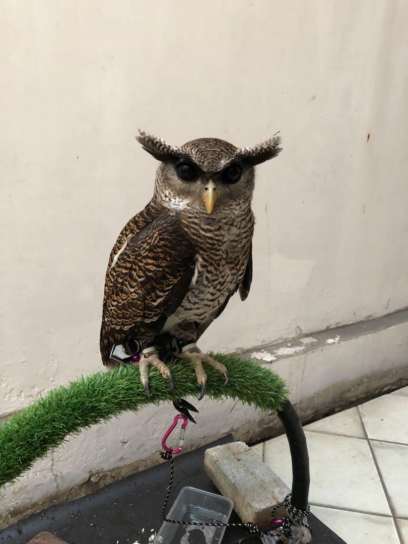 Burung Hantu Bubo Sumatranus Serba Serbi Others Di Carousell