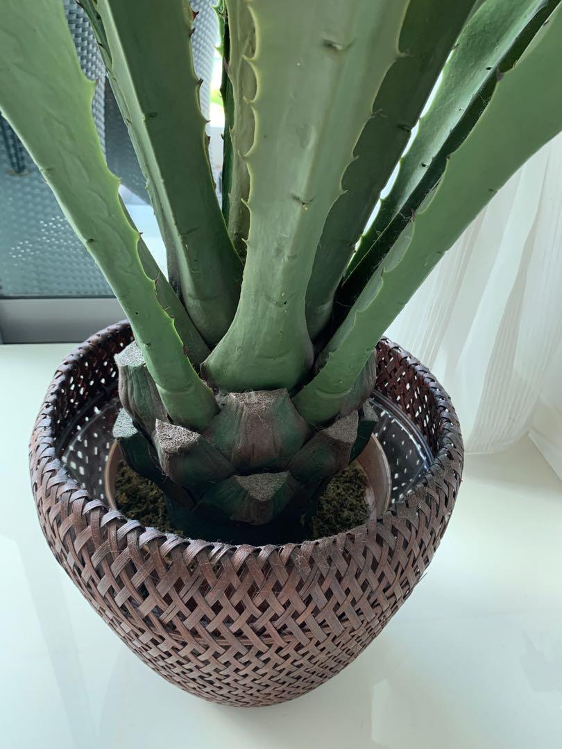 Fake Plant Large Aloe Vera, very realistic!, Furniture & Home Living