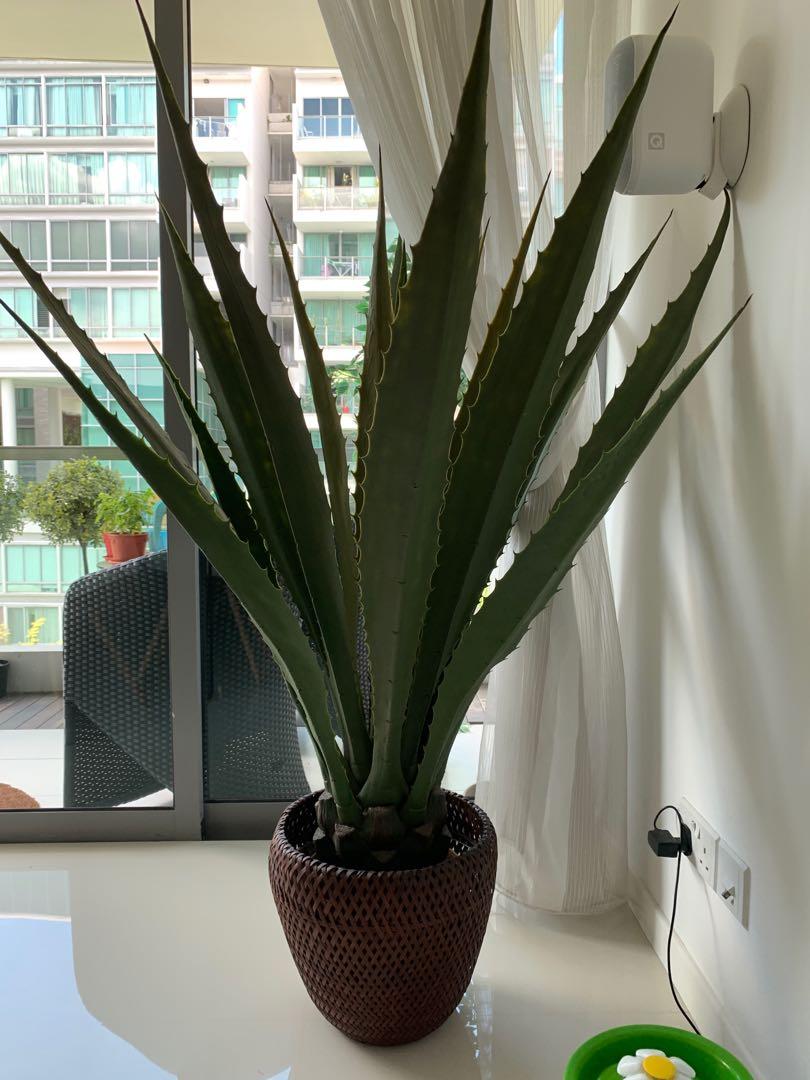 Fake Plant Large Aloe Vera, very realistic!, Furniture & Home Living