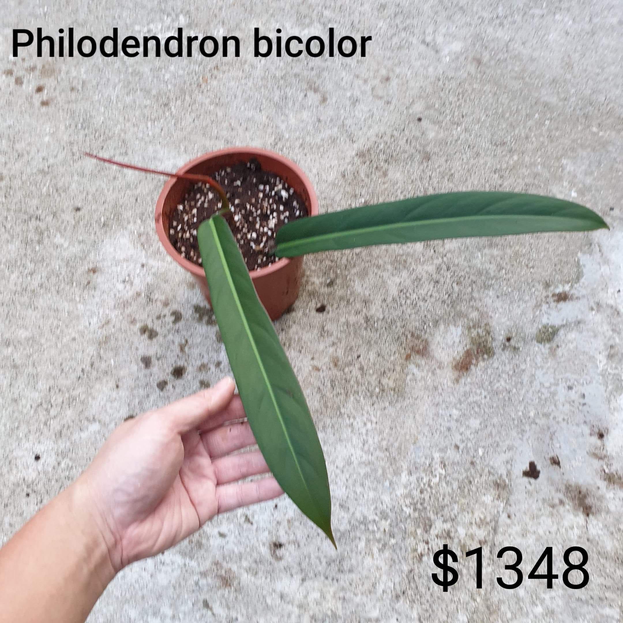 Philodendron Bicolour Furniture Home Living Gardening Plants Seeds On Carousell