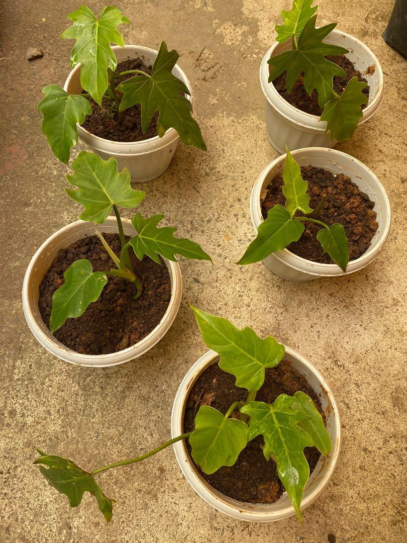 14+ Philodendron Lacerum