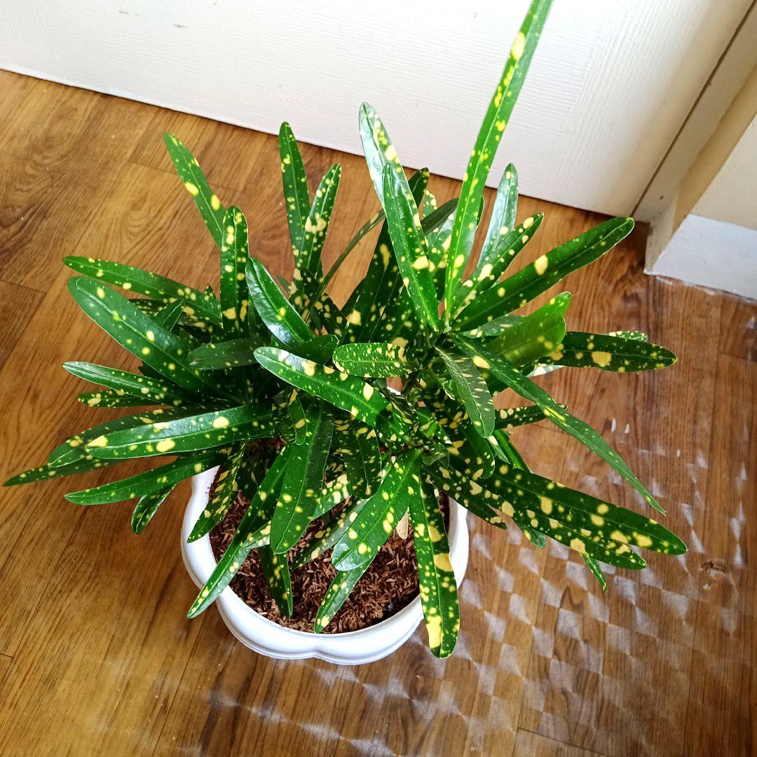Yellow San Francisco Plants w/ Pot Indoor or Outdoor Houseplants