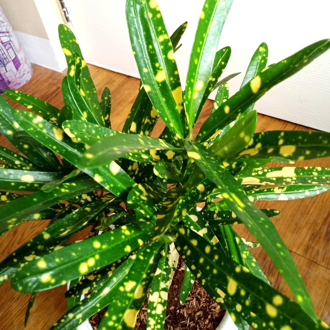 Yellow San Francisco Plants w/ Pot Indoor or Outdoor Houseplants